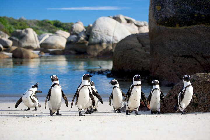 #South African Penguins, #Boulders penguins, #Cape Point, #Cape of good hope, #African penguins, #Muizenburg, #Colourful house